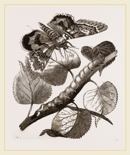 Crimson-underwing Moth and Caterpillar