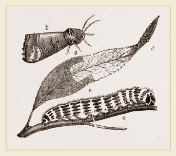 Buff-tip Moth and Caterpillar