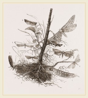 Group of Moths