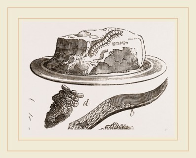 Tabby-Moth and Caterpillar