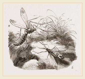 Crane Flies