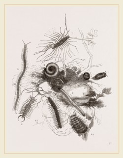 Group of Centipedes