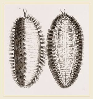 Sea-Mouse