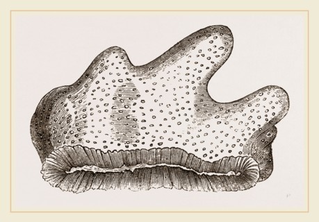 Heliopora caerulea