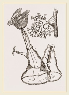 Plumatella cristata