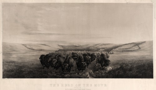 The herd on the move / painted & drawn by W.J. Hays ; printed by Endicott & Co.; Endicott & Co.