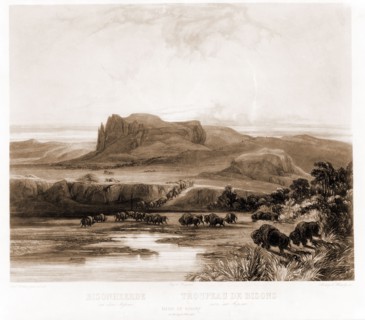 Herd of Bisons on the upper Missouri; [no date recorded on shelflist card]; 1 print.