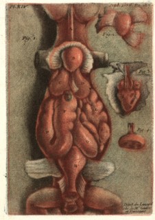 Jean-Baptiste André Gautier-Dagoty (French, 1740 - 1786). Dissection of a Lizard, Plate 15, 1756.