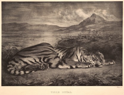 EugÃ¨ne Delacroix (French, 1798 - 1863). Tigre Royal, 1829. Lithograph. Undescribed state, without