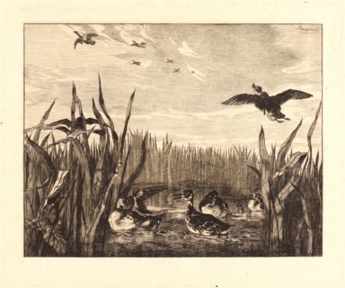 Félix Bracquemond (French, 1833 - 1914). Teal (Sarcelles). Etching. "false" first state.