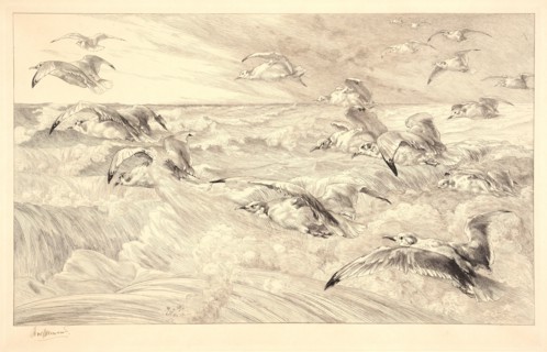 Félix Bracquemond (French, 1833 - 1914). Sea Gulls (Les Mouettes). Etching. Plate: 296 mm x 464 mm