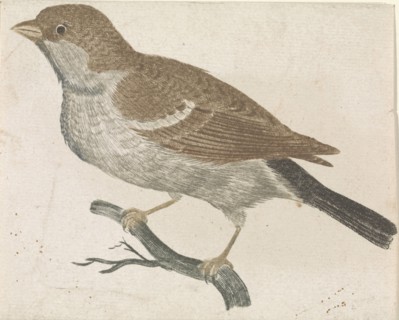 Sparrow on a branch to the left, Johan Teyler, Anonymous, 1688 - 1698
