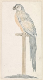 Parrot on stick, Anonymous, Johan Teyler, 1688 - 1698