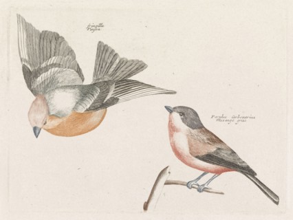 Check and gray flank tit, Anonymous, Johan Teyler, 1688-1698