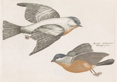 Grey Flank Tits, Anonymous, Johan Teyler, 1688 - 1698