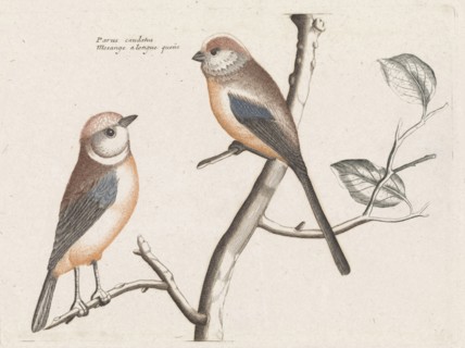 tailed tits, Anonymous, Johan Teyler, 1688 - 1698