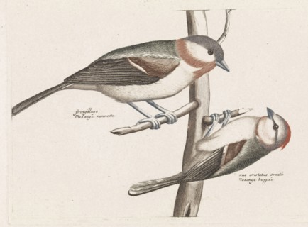 Marsh Tit and Crested Tit, Anonymous, Johan Teyler, 1688 - 1698