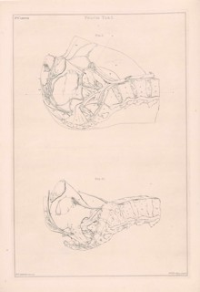Anatomy of the pelvis, with numbers, Jacob van der Schley, 1762