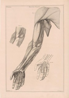 Anatomy of the arm, hand and shoulder with numbers, Jacob van der Schley, 1762