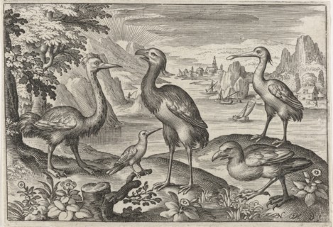 Crowned Crane between two ostriches, Nicolaes de Bruyn, 1594