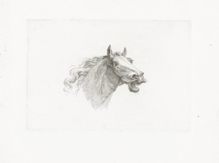 Horse head with open mouth, right, Joannes Bemme, Gerrit Malleyn, c. 1800 - in or before 1841