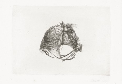 Horse Head, Joannes Bemme, Dirk Langendijk, c. 1800 - in or before 1841
