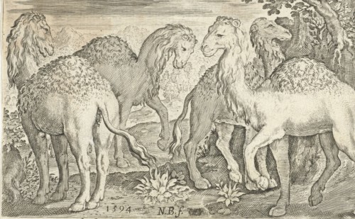 Four humpbacks, Nicolaes de Bruyn, 1594