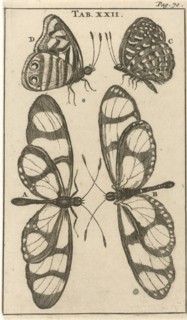 Butterflies XXII, Jan Luyken, Jan Claesz ten Hoorn, 1680