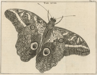 Surinamese giant butterfly XVIII, Jan Luyken, Jan Claesz ten Hoorn, 1680