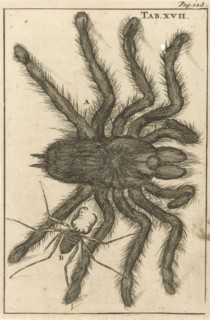 Spiders XVII, Jan Luyken, Jan Claesz ten Hoorn, 1680
