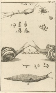 Snails XIII, Jan Luyken, Jan Claesz ten Hoorn, 1680