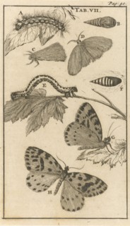 Caterpillars, dolls and butterflies VII, Jan Luyken, Jan Claesz ten Hoorn, 1680