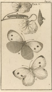 Caterpillars, dolls and butterflies V, Jan Luyken, Jan Claesz ten Hoorn, 1680