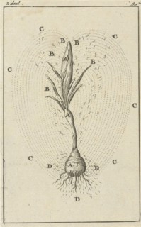 The growth of a crocus, print maker: Jan Luyken, Jan Claesz ten Hoorn, Dating 1684