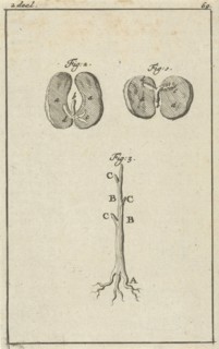 Three representations of the germination of seed, Jan Luyken, Jan Claesz ten Hoorn, 1684