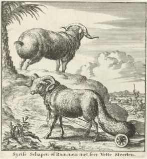 Syrian sheep or ram, Jan Luyken, Willem Goeree, 1683