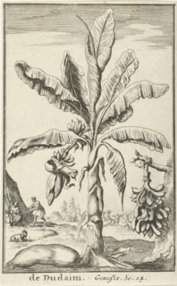 Tree with mandrakes, Jan Luyken, Willem Goeree, 1683
