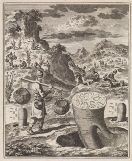 Treatment of a root in order to obtain asafoetida, Jan Luyken, H.W. Meyer, 1712