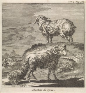 Syrian sheep or ram, Jan Luyken, Pieter Mortier, 1705