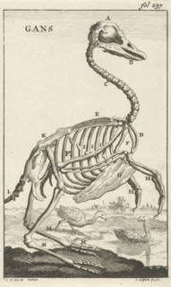 Skeleton of a goose, Jan Luyken, Jan Claesz ten Hoorn, 1680