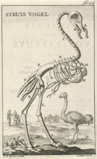 Skeleton of an ostrich, Jan Luyken, Jan Claesz ten Hoorn, 1680