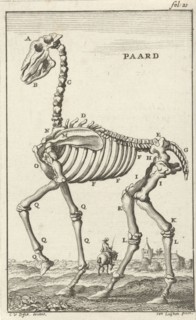 Skeleton of a horse, Jan Luyken, Jan Claesz ten Hoorn, 1680