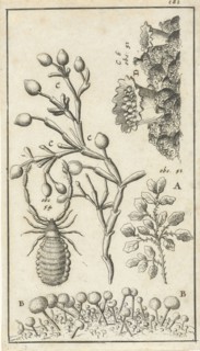 Anatomical image XVI, Jan Luyken, Jan Claesz ten Hoorn, 1680 - 1688