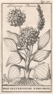 Plantain, Caspar Luyken, Jan Claesz ten Hoorn, 1698