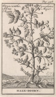 Haw, Caspar Luyken, Jan Claesz ten Hoorn, 1698