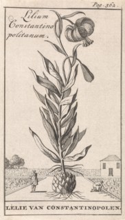 Lily of Constantinople, Caspar Luyken, Jan Claesz ten Hoorn, 1698