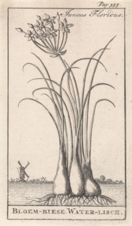 Common spike-rush, creeping spike-rush or marsh spike-rush, Eleocharis palustris, Caspar Luyken,