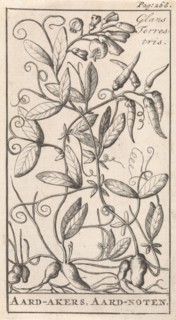 Lathyrus tuberosus, also known as the tuberous pea, tuberous vetchling, earthnut pea, aardaker