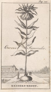 Imperial Crown, Caspar Luyken, Jan Claesz ten Hoorn, 1698
