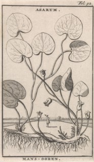 Mansoor, Caspar Luyken, Jan Claesz ten Hoorn, 1698
